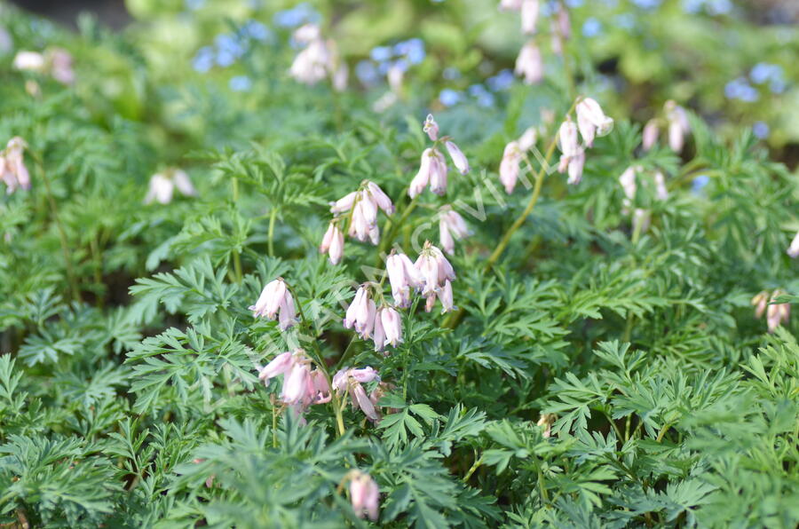 Srdcovka nízká 'Spring Magic' - Dicentra formosa 'Spring Magic'