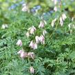 Srdcovka nízká 'Spring Magic' - Dicentra formosa 'Spring Magic'