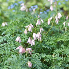 Srdcovka nízká 'Spring Magic' - Dicentra formosa 'Spring Magic'