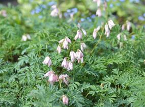 Srdcovka nízká 'Spring Magic' - Dicentra formosa 'Spring Magic'