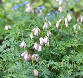 Srdcovka nízká 'Spring Magic' - Dicentra formosa 'Spring Magic'