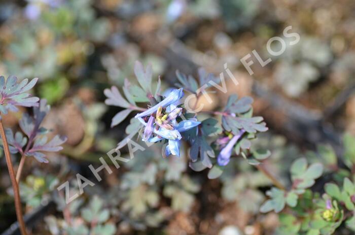 Dymnivka 'Purple Leaf' - Corydalis flexuosa 'Purple Leaf'