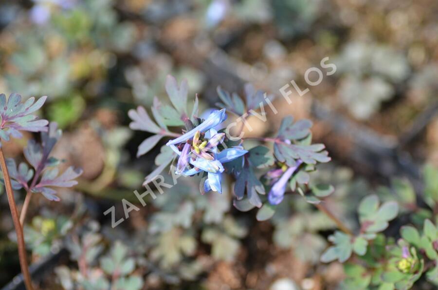 Dymnivka 'Purple Leaf' - Corydalis flexuosa 'Purple Leaf'