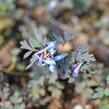 Dymnivka 'Purple Leaf' - Corydalis flexuosa 'Purple Leaf'