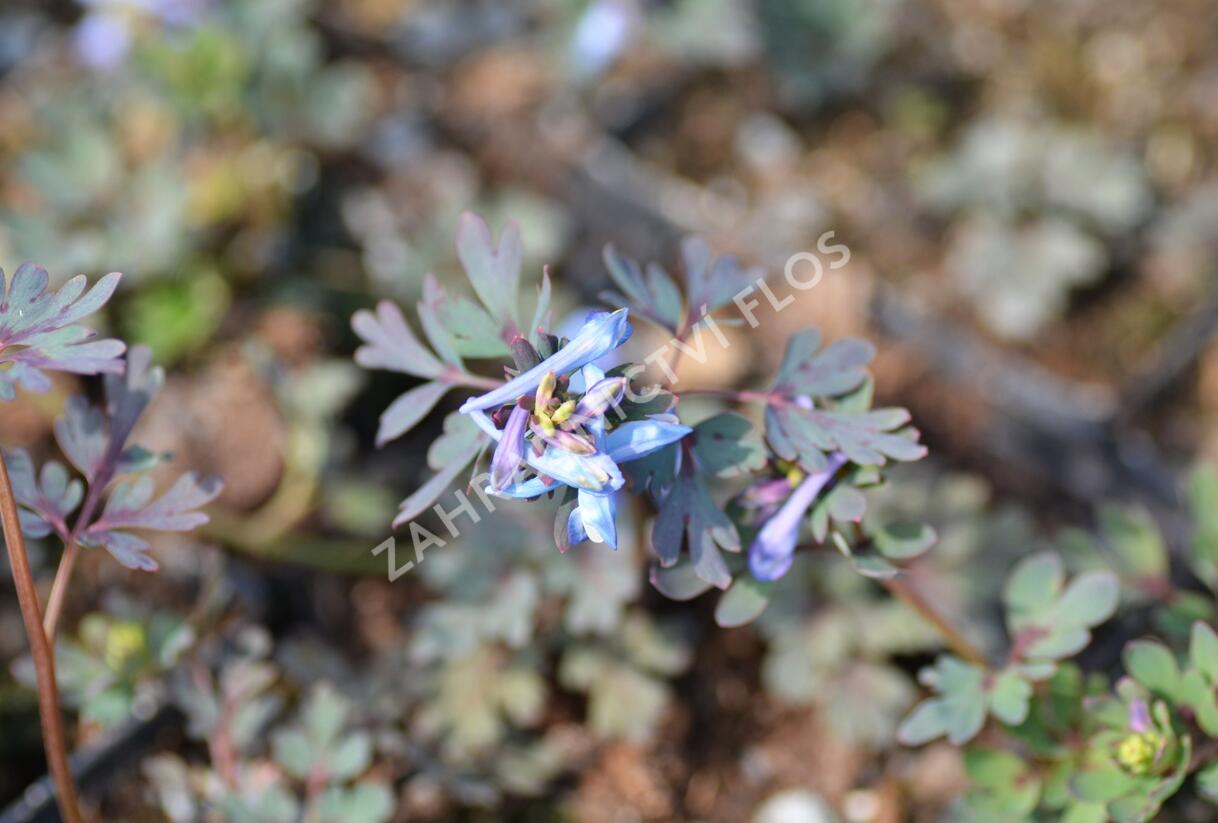 Dymnivka 'Purple Leaf' - Corydalis flexuosa 'Purple Leaf'