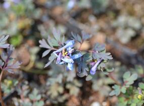 Dymnivka 'Purple Leaf' - Corydalis flexuosa 'Purple Leaf'