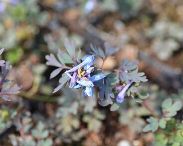 Dymnivka 'Purple Leaf'