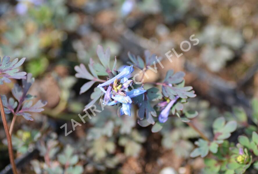 Dymnivka 'Purple Leaf' - Corydalis flexuosa 'Purple Leaf'