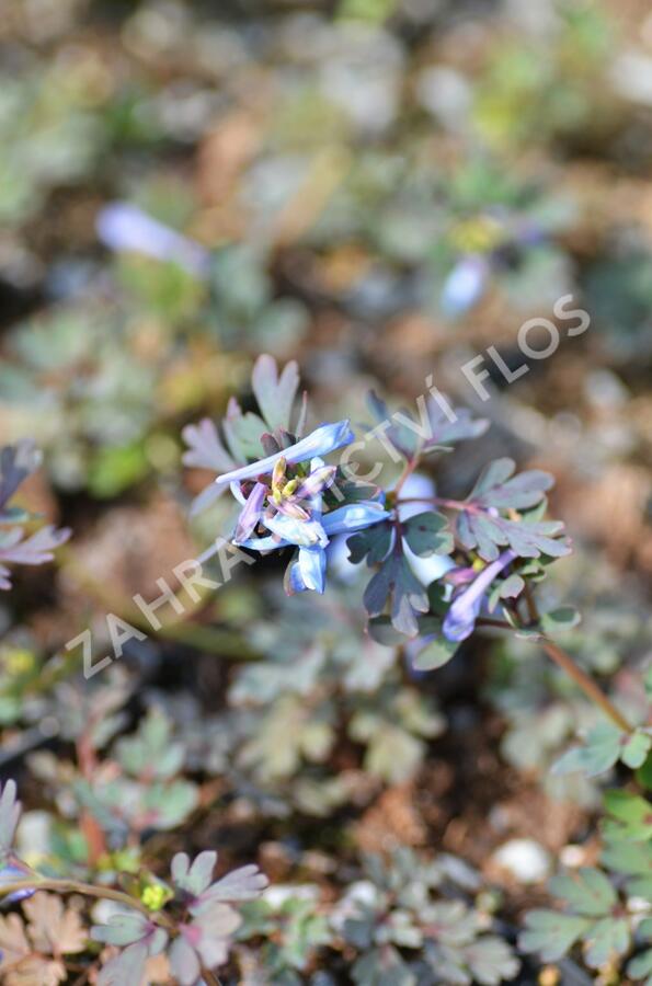 Dymnivka 'Purple Leaf' - Corydalis flexuosa 'Purple Leaf'