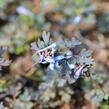 Dymnivka 'Purple Leaf' - Corydalis flexuosa 'Purple Leaf'