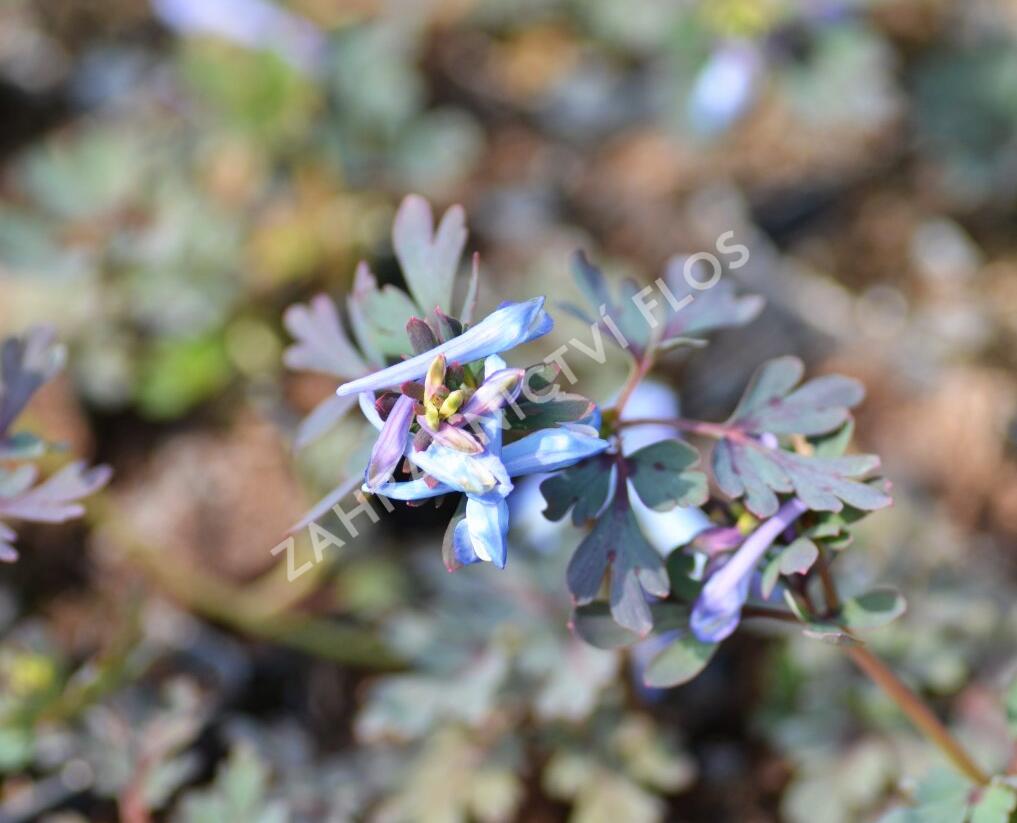 Dymnivka 'Purple Leaf' - Corydalis flexuosa 'Purple Leaf'