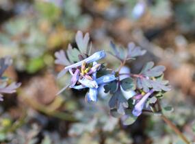 Dymnivka 'Purple Leaf' - Corydalis flexuosa 'Purple Leaf'