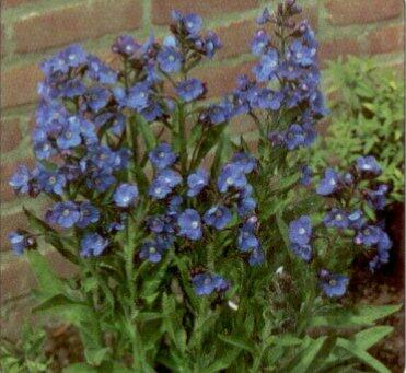 Pilát modrý 'Loddon Royalist' - Anchusa azurea 'Loddon Royalist'