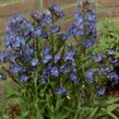 Pilát modrý 'Loddon Royalist' - Anchusa azurea 'Loddon Royalist'