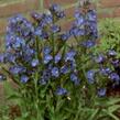 Pilát modrý 'Loddon Royalist' - Anchusa azurea 'Loddon Royalist'