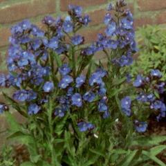 Pilát modrý 'Loddon Royalist' - Anchusa azurea 'Loddon Royalist'