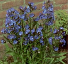 Pilát modrý 'Loddon Royalist' - Anchusa azurea 'Loddon Royalist'