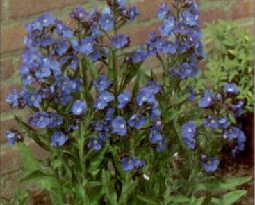 Pilát modrý 'Loddon Royalist'