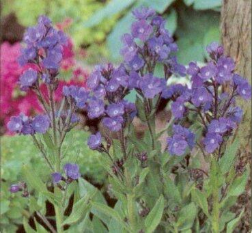 Pilát modrý 'Dropmore' - Anchusa azurea 'Dropmore'