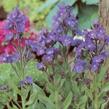 Pilát modrý 'Dropmore' - Anchusa azurea 'Dropmore'