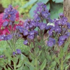 Pilát modrý 'Dropmore' - Anchusa azurea 'Dropmore'