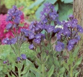 Pilát modrý 'Dropmore' - Anchusa azurea 'Dropmore'