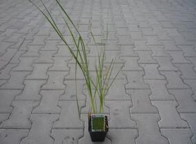 Orobinec nejmenší - Typha minima