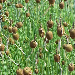 Orobinec nejmenší - Typha minima