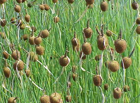 Orobinec nejmenší - Typha minima