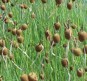 Orobinec nejmenší - Typha minima