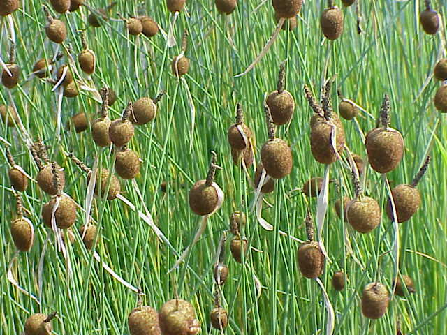 Orobinec nejmenší - Typha minima