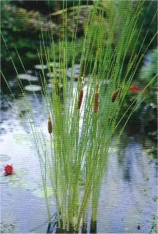 Orobinec štíhlý - Typha gracilis