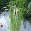 Orobinec štíhlý - Typha gracilis