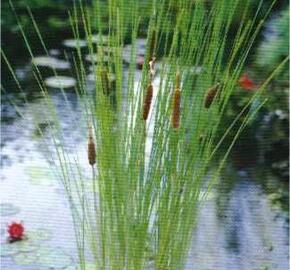 Orobinec štíhlý - Typha gracilis