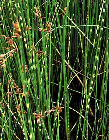 Skřípinec pruhovaný 'Zebrinus' - Scirpus tabernaemontani 'Zebrinus'