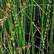 Skřípinec pruhovaný 'Zebrinus' - Scirpus tabernaemontani 'Zebrinus'