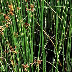 Skřípina pruhovaný 'Zebrinus' - Scirpus tabernaemontani 'Zebrinus'