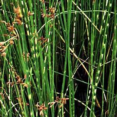 Skřípinec pruhovaný 'Zebrinus' - Scirpus tabernaemontani 'Zebrinus'