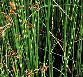 Skřípina pruhovaný 'Zebrinus' - Scirpus tabernaemontani 'Zebrinus'