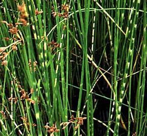 Skřípinec pruhovaný 'Zebrinus' - Scirpus tabernaemontani 'Zebrinus'