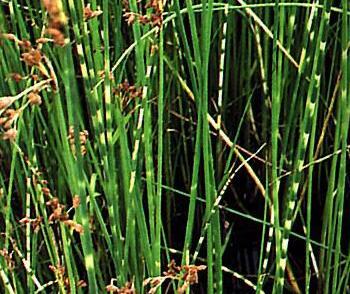 Skřípina pruhovaný 'Zebrinus'