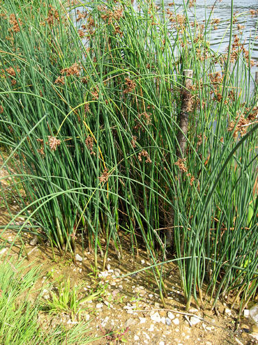 Skřípinec jezerní - Scirpus lacustris