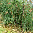 Skřípinec jezerní - Scirpus lacustris