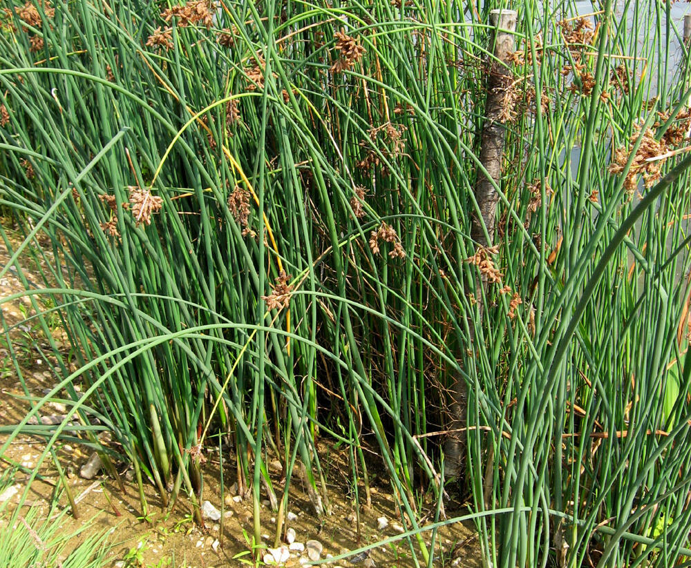 Skřípina jezerní - Scirpus lacustris
