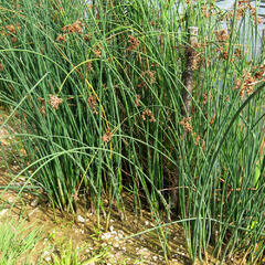 Skřípinec jezerní - Scirpus lacustris