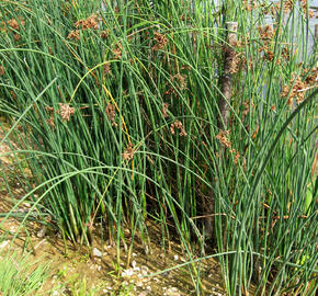 Skřípinec jezerní - Scirpus lacustris