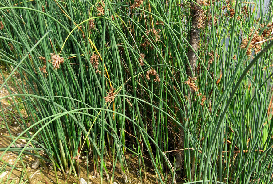Skřípina jezerní - Scirpus lacustris
