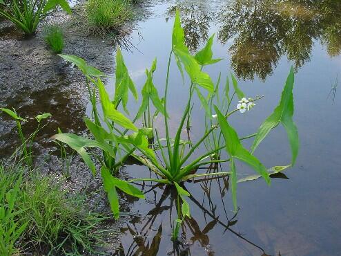 Šípatka širokolistá - Sagittaria latifolia