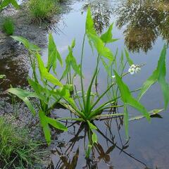 Šípatka širokolistá - Sagittaria latifolia