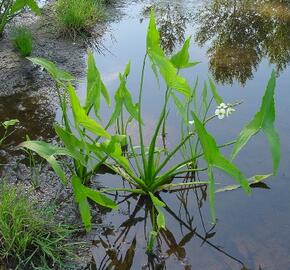 Šípatka širokolistá - Sagittaria latifolia